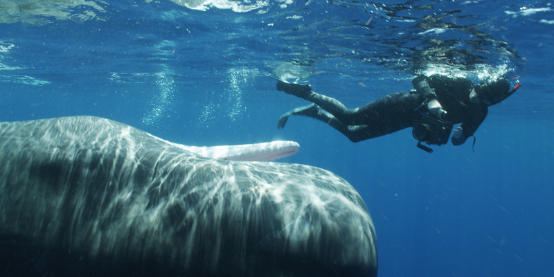 Illustration for article titled These beautiful portraits of whales will make you weep at the wonder of the universe (no, really)